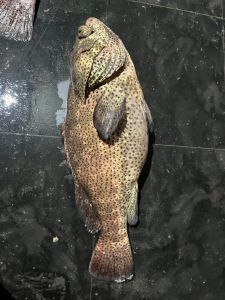 Grouper Fish Dried, Fresh, Frozen