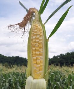 Yellow Sweetcorn, Cultivation Type : Natural Gunny Bag