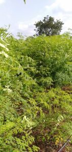 Moringa Dried Leaves, Color : Green, Grade : Medicine Grade