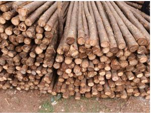 Casuarina Wood Poles, Color : Brown for Making Furniture, Shuttering