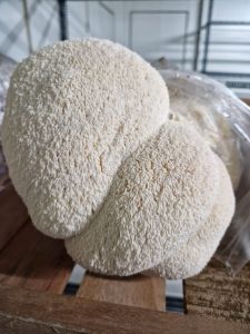 Lions Mane Mushroom