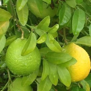 Organic A Grade Sweet Lime, Color : greenish yellow for Juice, Drinks