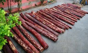 Red Sandalwood Logs