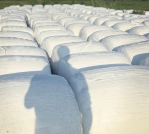 Maize Corn Silage, Color : Yellow, Brand Name : Green Gold