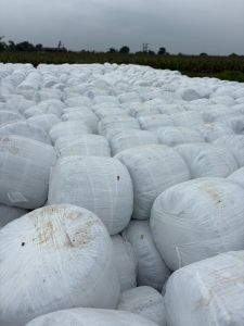 Maize Silage