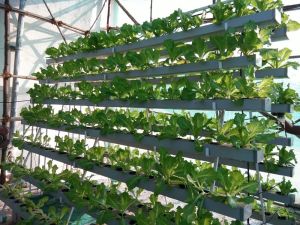 Automatic Electric UPVC T-HYDRO Hydroponic Systems, Voltage : 110V