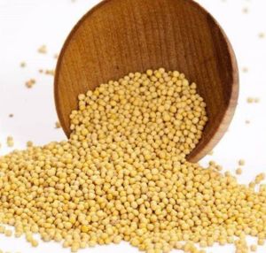 Yellow Mustard Seed