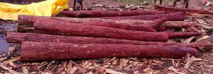 A Grade Red Sandalwood Logs