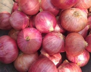 Fresh Pink Onion