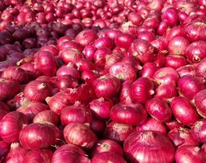 Fresh Red Onion For Cooking, Restaurant, Food