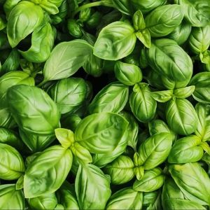Basil Essential Oil, Color : Green, Packaging Type : Glass Bottle