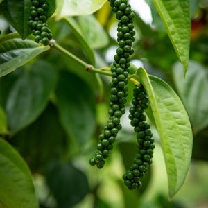 Black Pepper Essential Oil, Form : Liquid, Purity : 100%