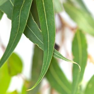 Citriodora Essential Oil