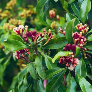 Clove Leaf Essential Oil