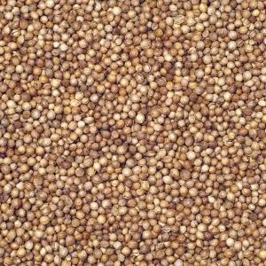 Coriander Seed