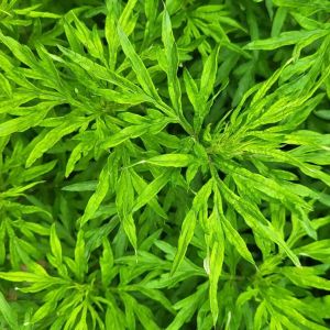 Davana Essential Oil