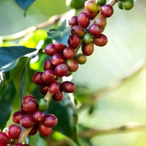 Green Coffee Beans for Home, Office, Hotel