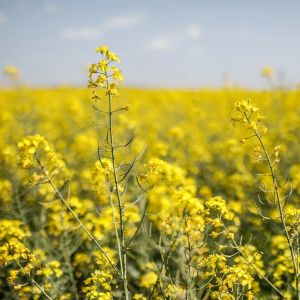 Organic Mustard Seed, Packaging Size : 250g, 500g, 1Kg for Spices