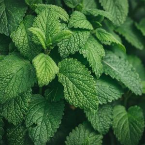 Peppermint Essential Oil 10ml, 15ml, 30ml