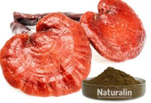 Ganoderma Mushroom Extract, Packaging Type : Bottle, Jar, Packet