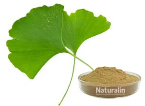 Ginkgo Biloba Extract, Form : Powder For Medicinal