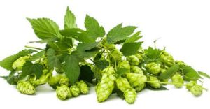 Hops Extract for Beer Brewing, Medicinal Purposes