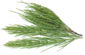 Horsetail Extract, Color : Green
