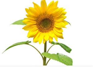 Sunflower Extract, Packaging Type : Plastic Bags