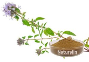 Thyme Extract