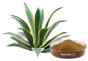 Yucca Extract
