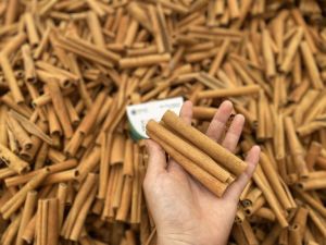 Cigarette Cassia Cinnamon