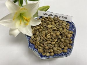 Robusta Coffee Bean S16 Cleaned