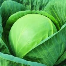 Express Ball F1 Hybrid Cabbage Seeds