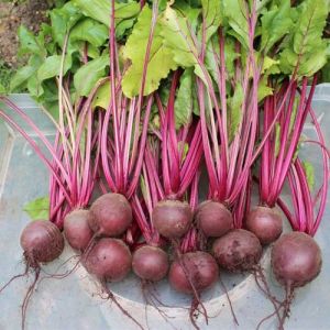 F1 Hybrid Beetroot Seeds