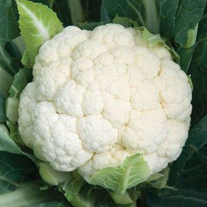 F1 Hybrid Cauliflower Seeds