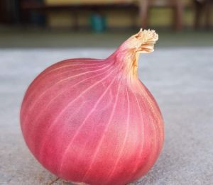 Onion Improved Seeds