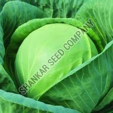 Express Ball F1 Hybrid Cabbage Seeds