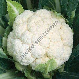 F1 Hybrid Cauliflower Seeds, Color : White
