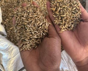 Bambusa Balcooa Seed