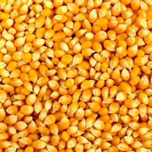 Food Grains