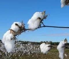 Cotton Fibers, Color : White for Textile Industry