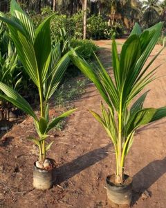 Natural Coconut Tree Plant for Ayurvedic Medicine, Agriculture