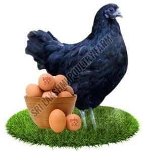 Kadaknath Chicken Egg