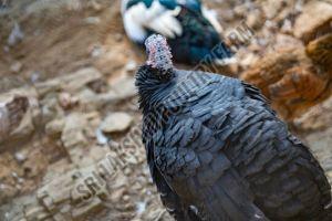 Black Turkey Hen