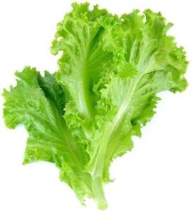 A Grade Fresh Green Lettuce