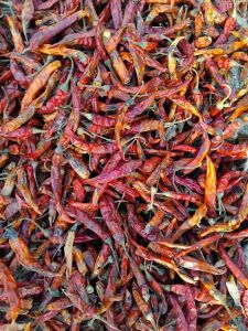 Fatki Dry Red Chilli