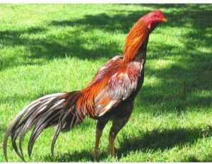 Live Broiler Chicken, Packaging Type : Carton Boxes