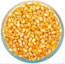 Corn Dried Distiller Grain, Packaging Type : Bulk Bags