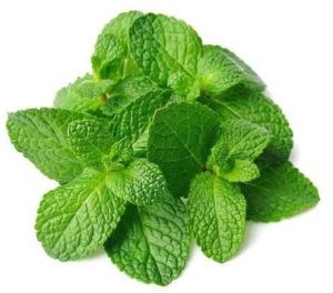 Fresh Aromatic Mint Leaves, Packaging Type : Bunches
