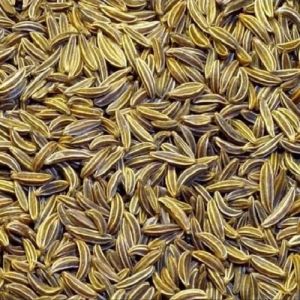 Fresh Cumin Seeds, Packaging Type : Bulk for Tempering, Seasoning